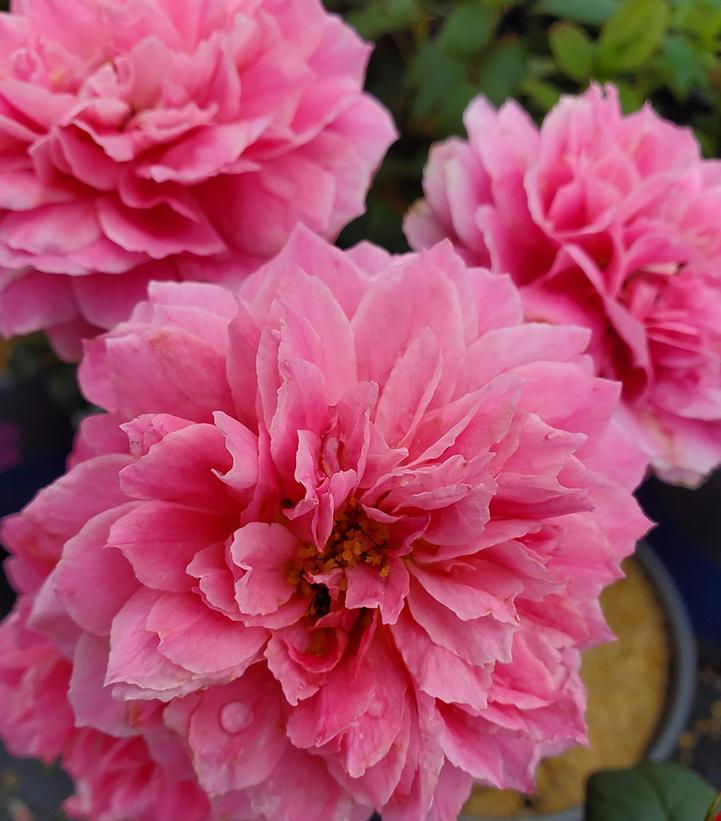 Rosa Shrub True Bloom® True Inspiration™ PP31791