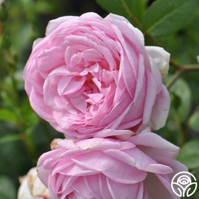 Rosa Shrub The Fairy