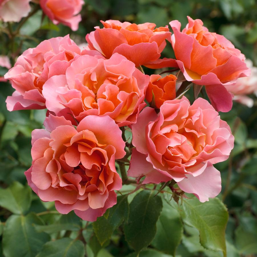 Rosa Shrub Tequila Supreme® PP21271