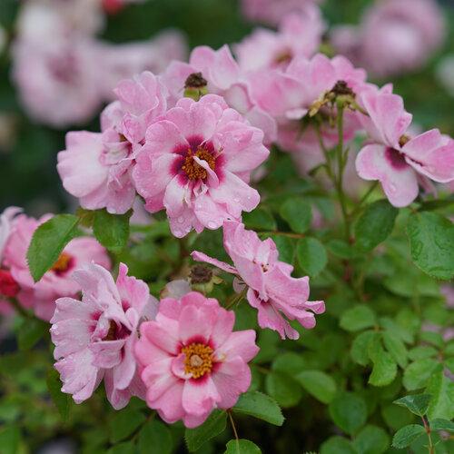Rosa Shrub Ringo® Double Pink