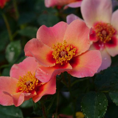 Rosa Shrub Ringo All-Star™