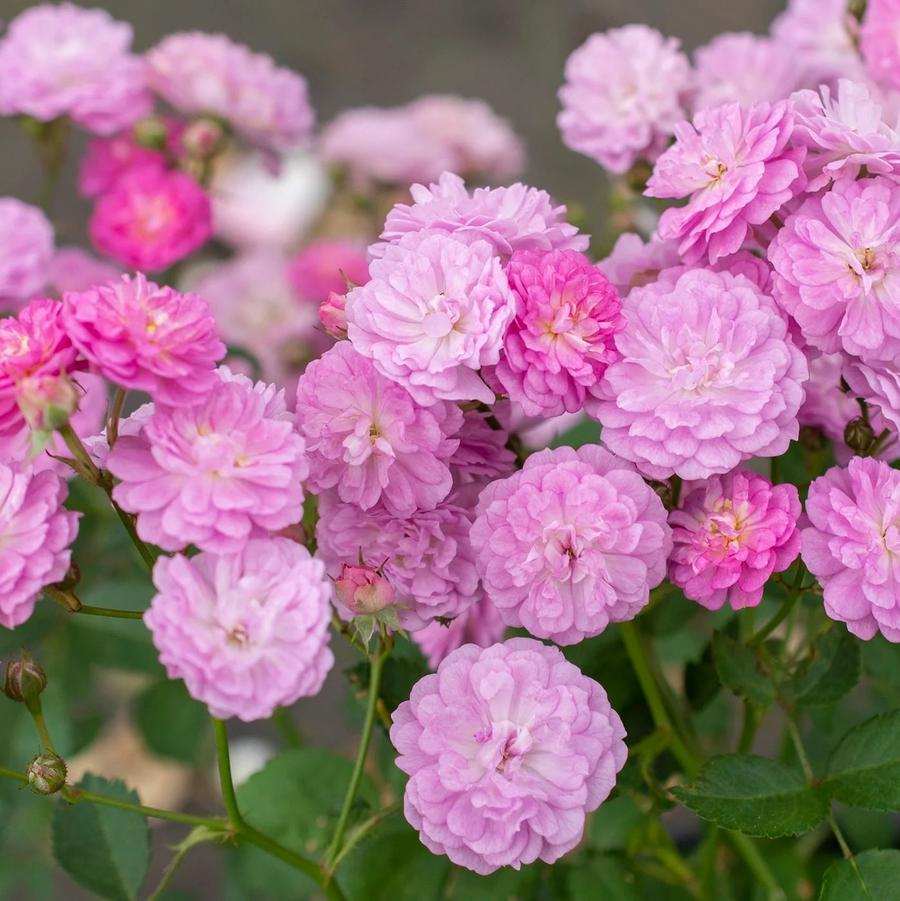 Rosa Shrub Pretty Polly® Lavender PP31642