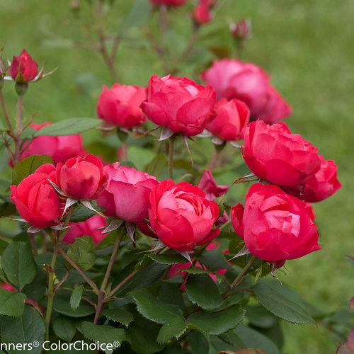Rosa Shrub Oso Easy® Double Red PP26298