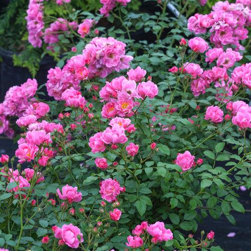 Rosa Shrub Oso Easy® Double Pink PPAF