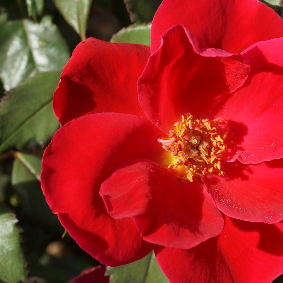 Rosa Shrub Miracle on the Hudson®