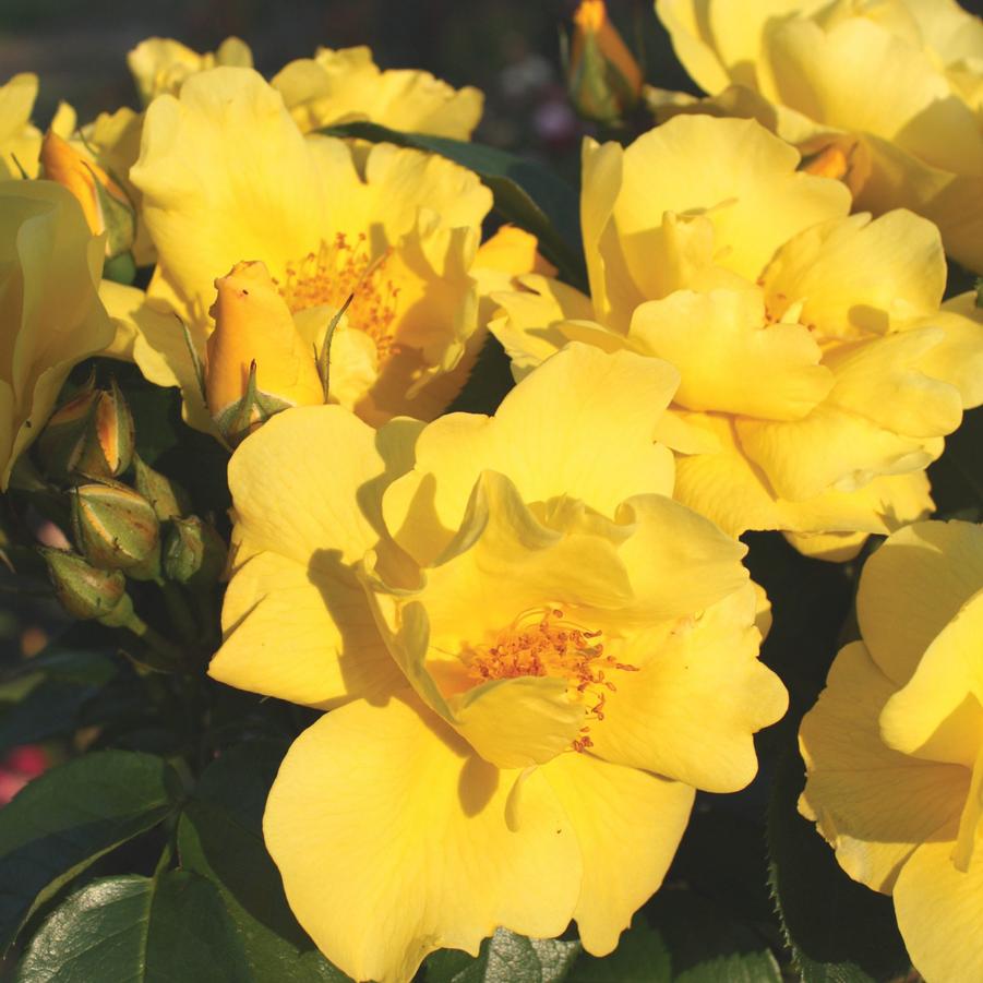 Rosa Shrub Kolorscape® Lemon Fizz™ PP24195