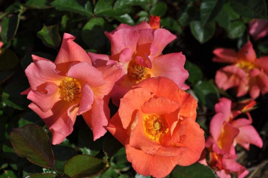 Rosa Shrub Kolorscape® Firecracker™ PP30509