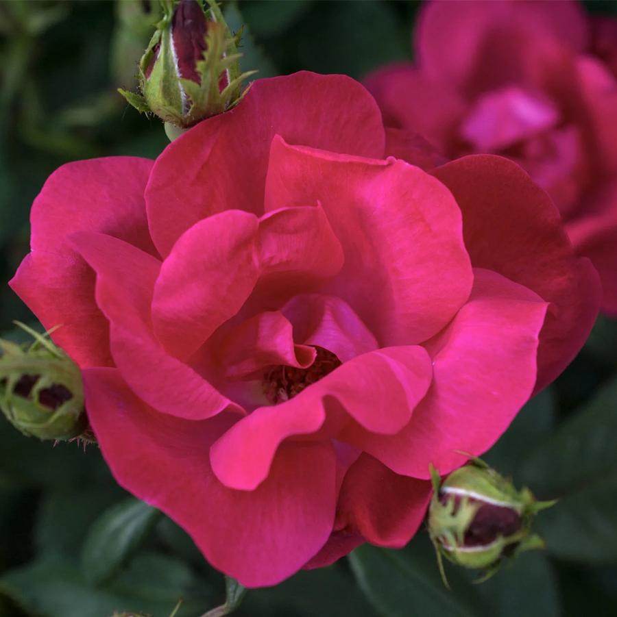 Rosa Shrub Knock Out®