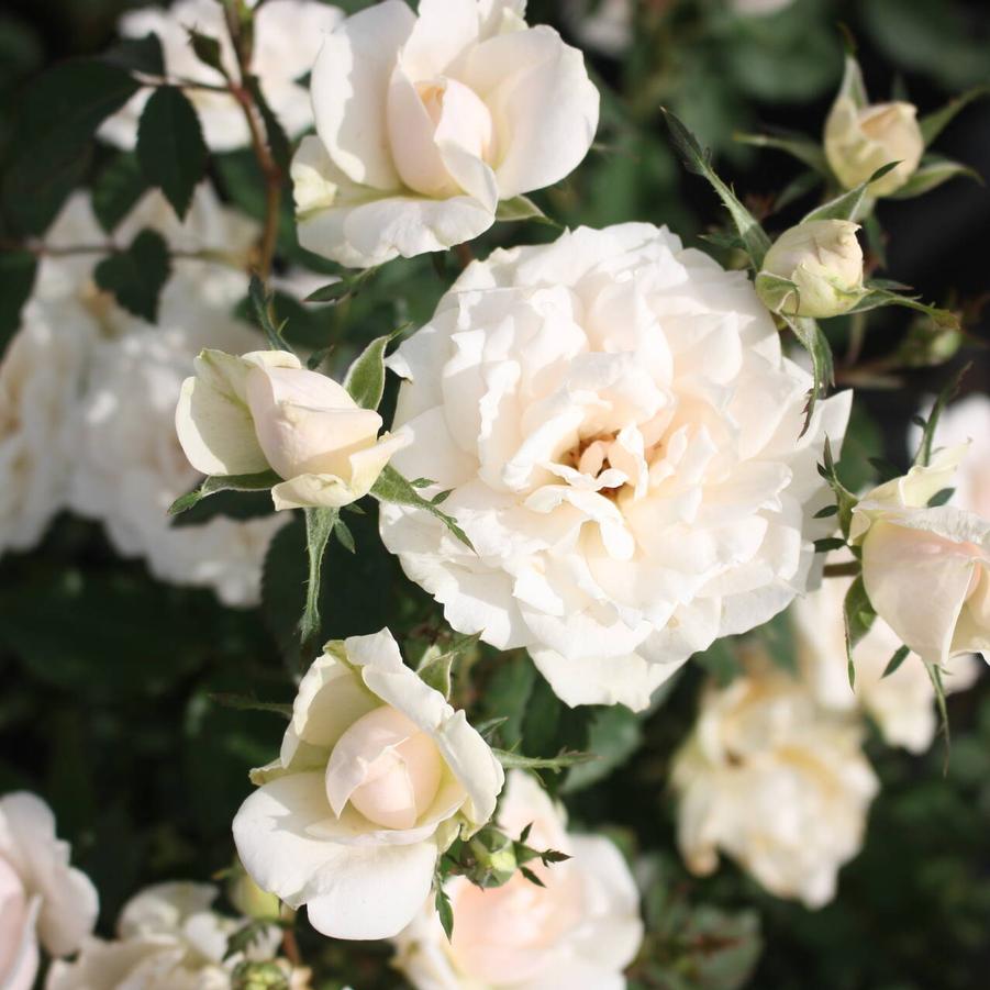 Rosa Shrub Icecap™ PPTBS