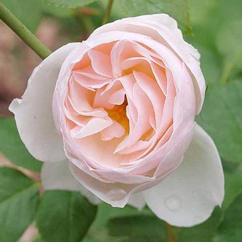 Rosa Shrub Flavorette Pear'd® PPAF