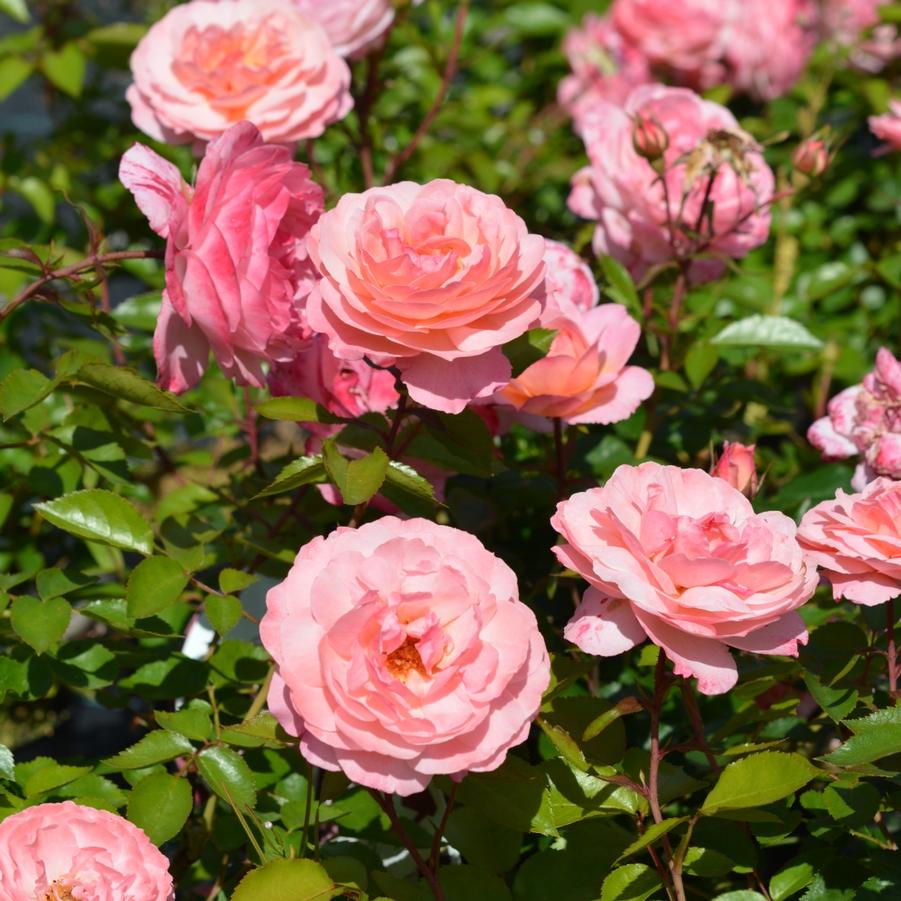Rosa Shrub Easy Elegance® Calypso