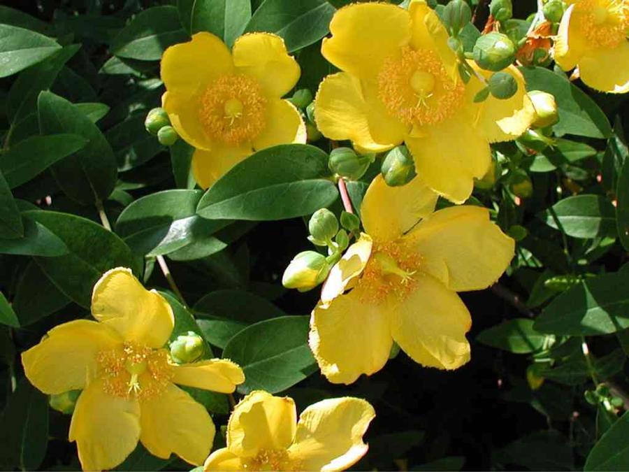 Hypericum Patulum Sungold