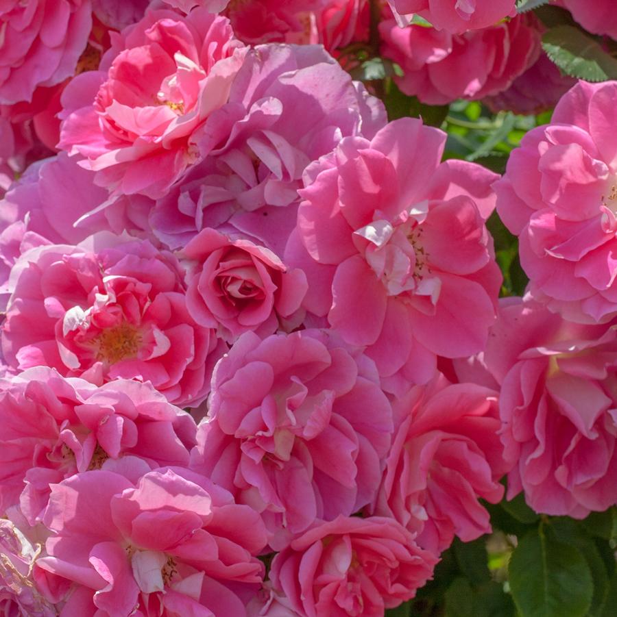 Rosa Shrub Carefree Wonder PP7783