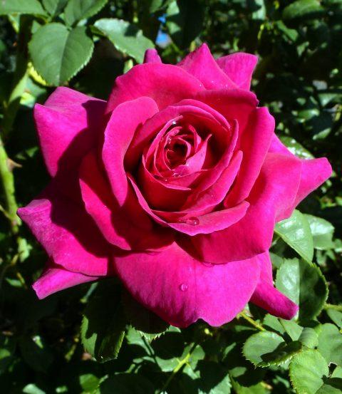 Rosa Shrub Brindabella Roses™ Purple Prince
