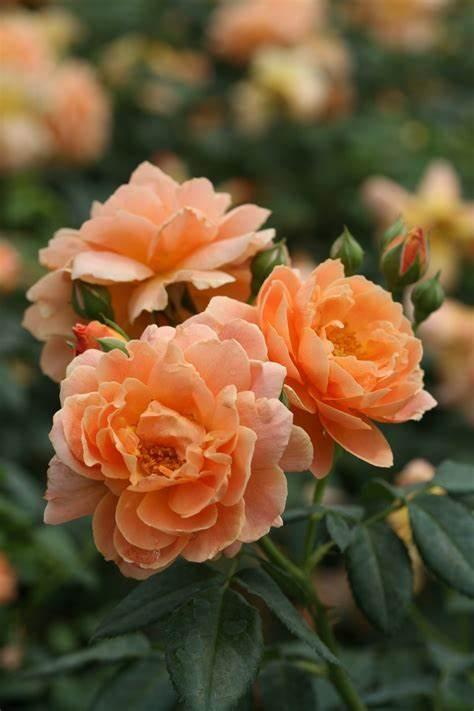 Rosa Shrub At Last® PP27541