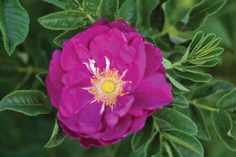Rosa O.F. Purple Pavement