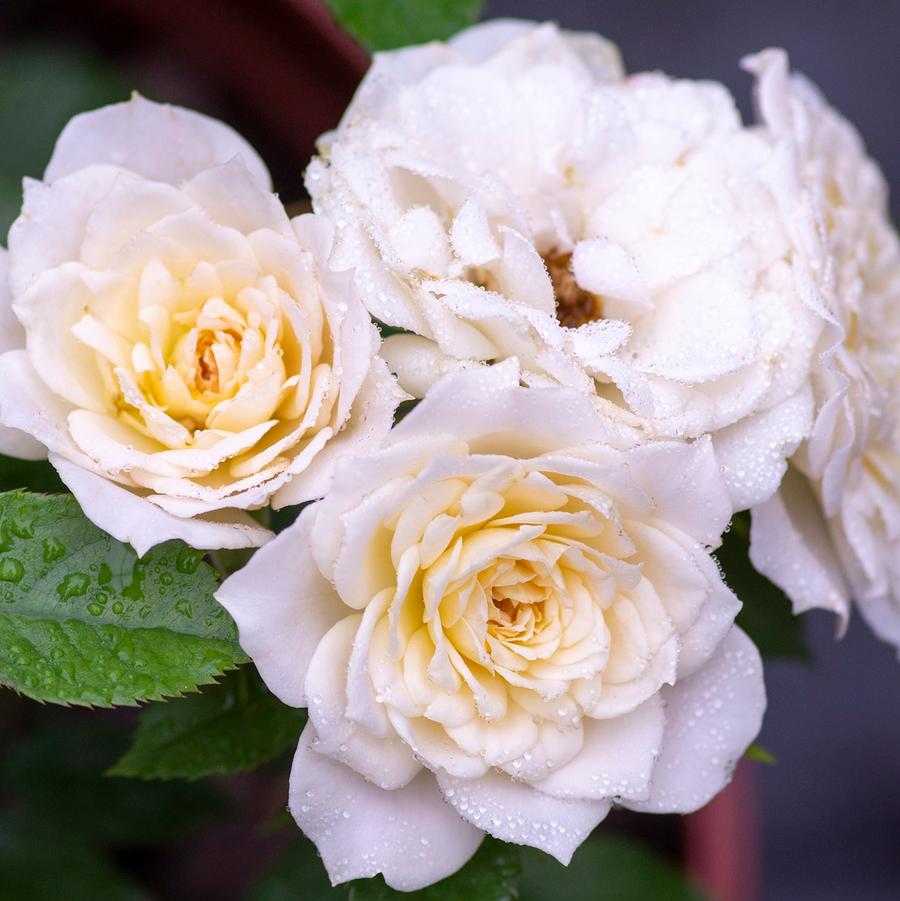 Rosa Mini Tree 18 Bridal Sunblaze®