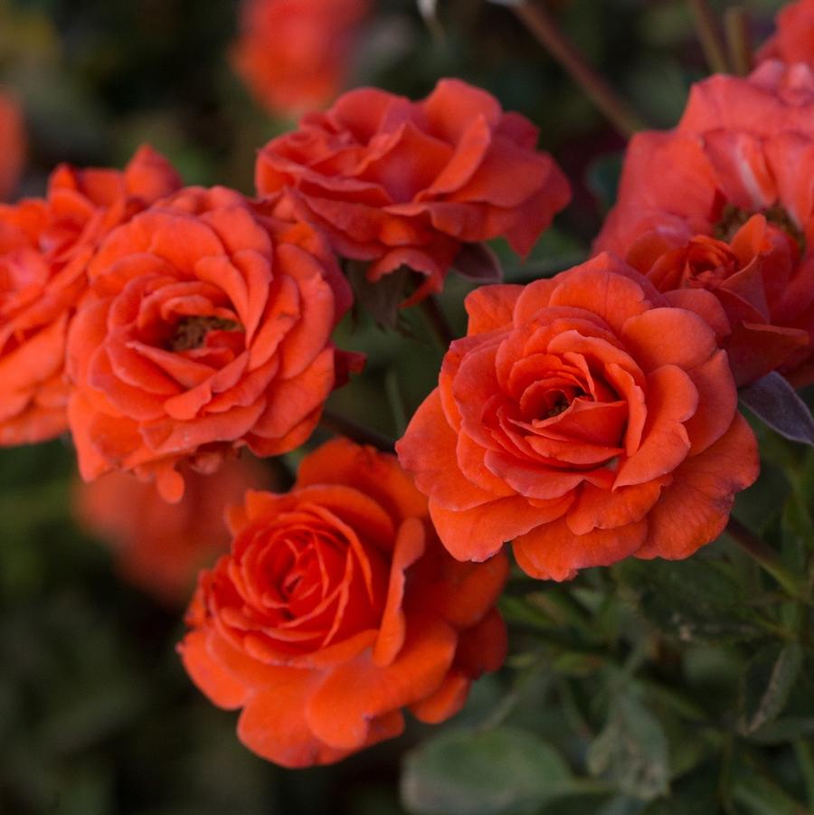Rosa Mini Sunblaze® Salmon