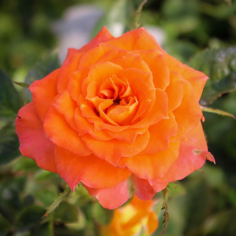 Rosa Mini Sunblaze® Mandarin