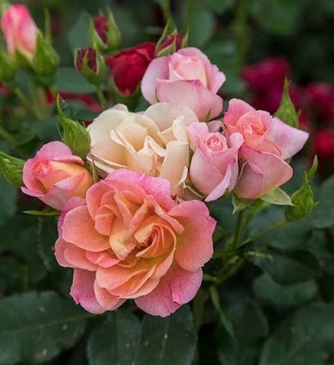 Rosa Mini Peach Sunblaze® PP35630