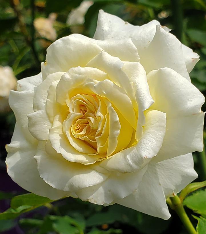 Rosa Hybrid Tea The Finest™