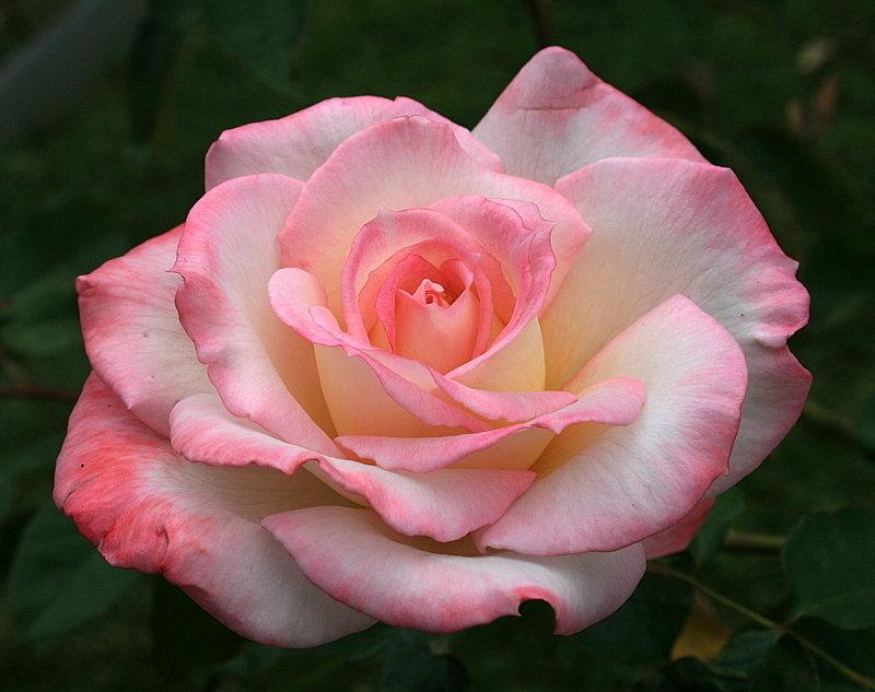 Rosa Hybrid Tea Secret™