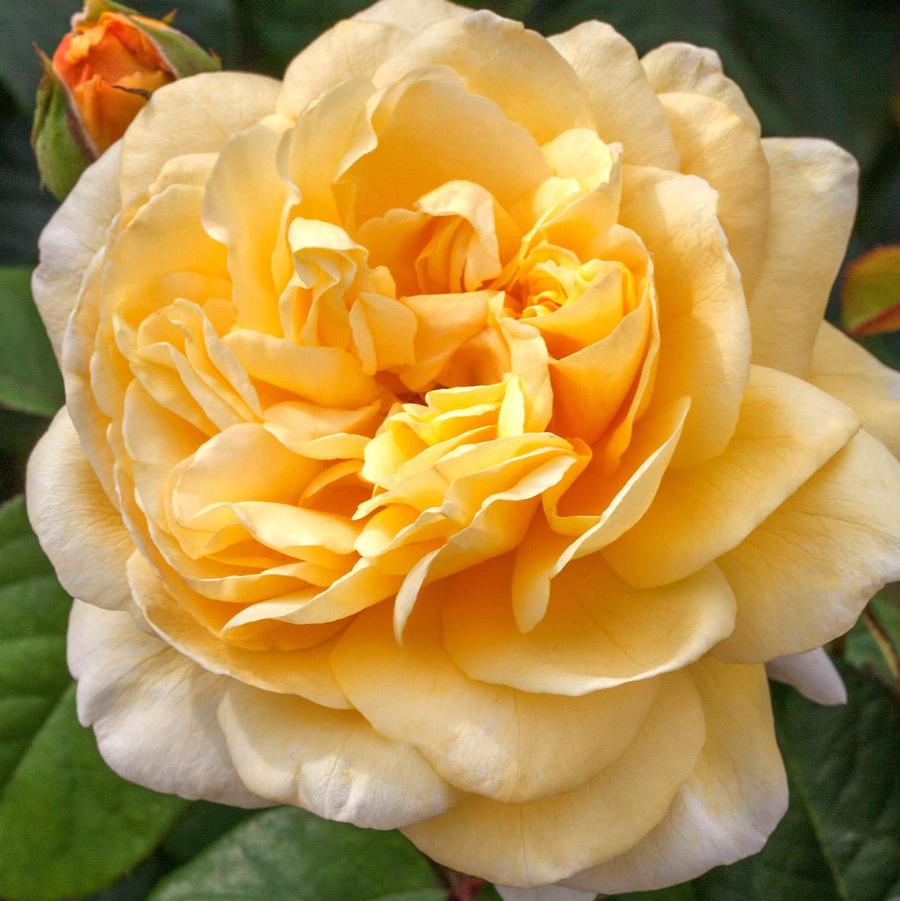 Rosa Hybrid Tea Romantica® Moonlight PP30572