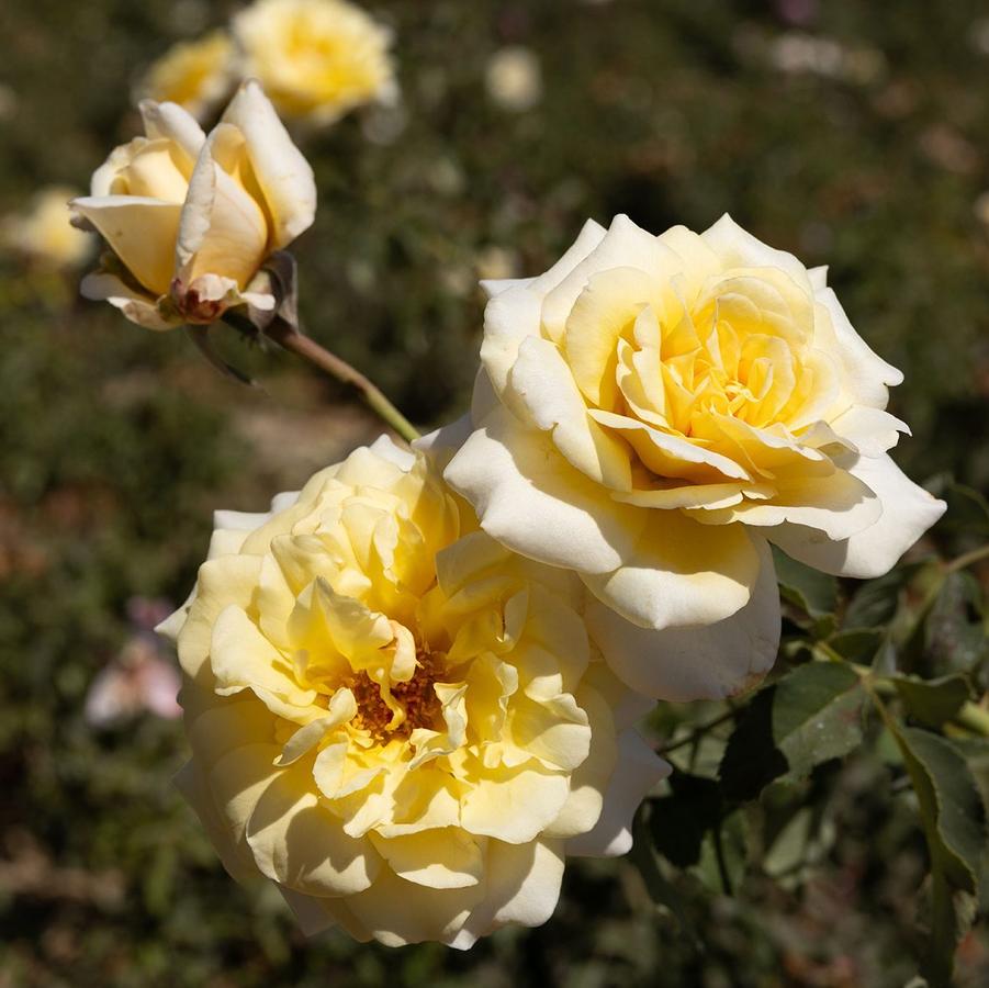 Rosa Hybrid Tea Oh Happy Day Eleganza® PP29165