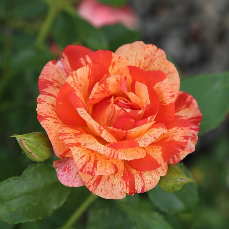 Rosa Floribunda Alfred Sisley™