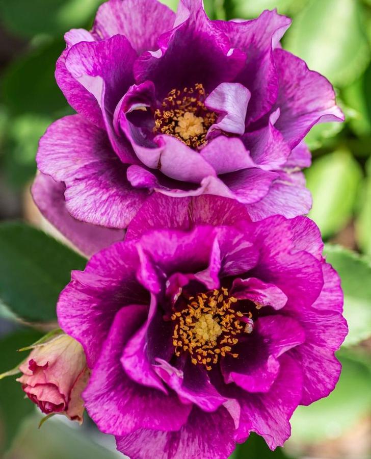 Rosa Floribunda Eyeconic® Plum Lemonade