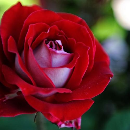 Rosa Floribunda Fire 'n' Ice