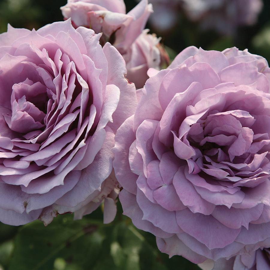 Rosa Floribunda Poseidon™ PP23555