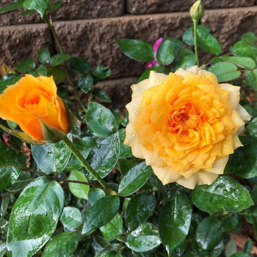 Rosa Hybrid Tea Gold Glow