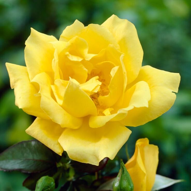 Rosa Hybrid Tea King's Ransom