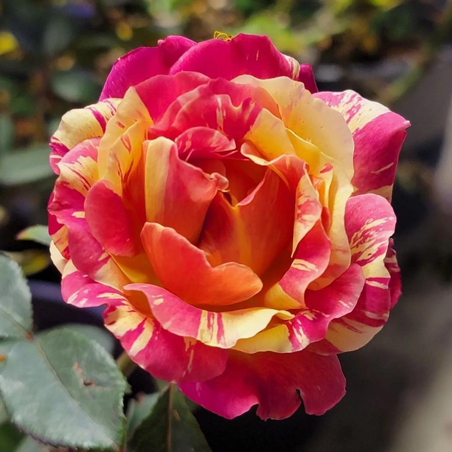 Rosa Hybrid Tea Maurice Utrillo®