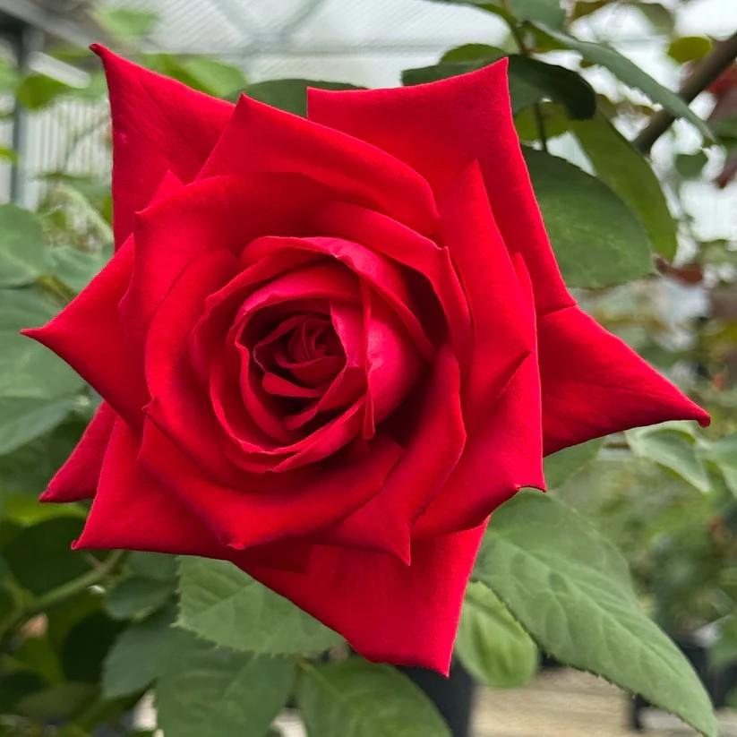 Rosa Hybrid Tea Red Masterpiece