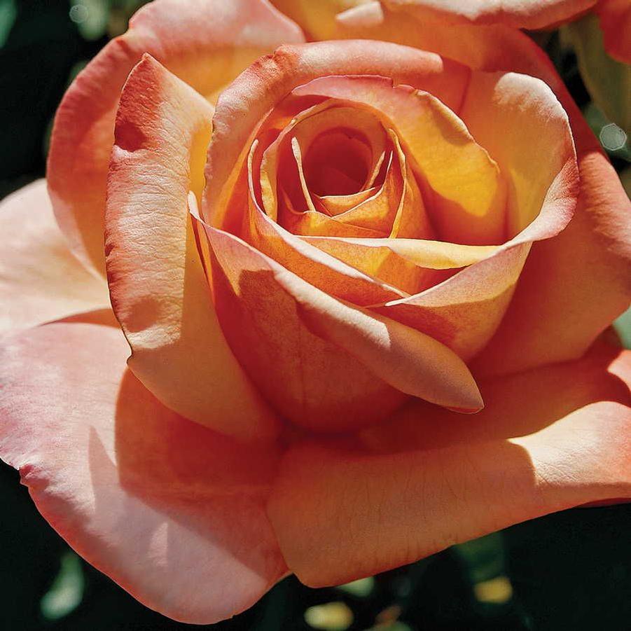 Rosa Hybrid Tea Tahitian Sunset PP19004