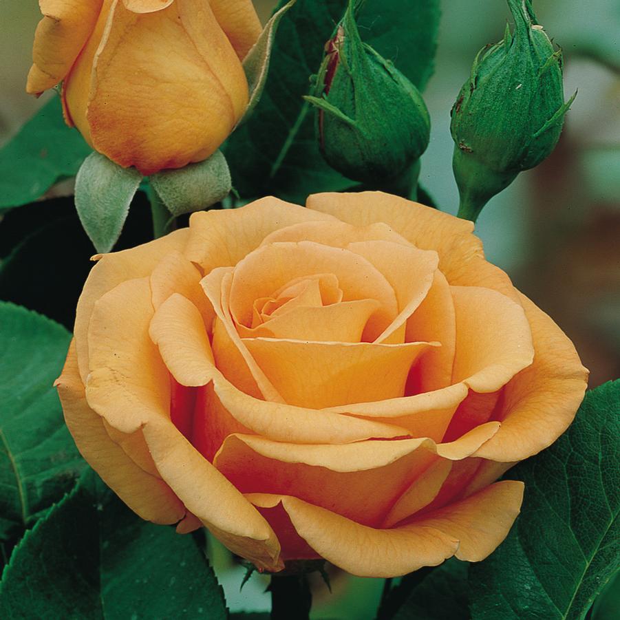 Rosa Hybrid Tea Whisky Mac