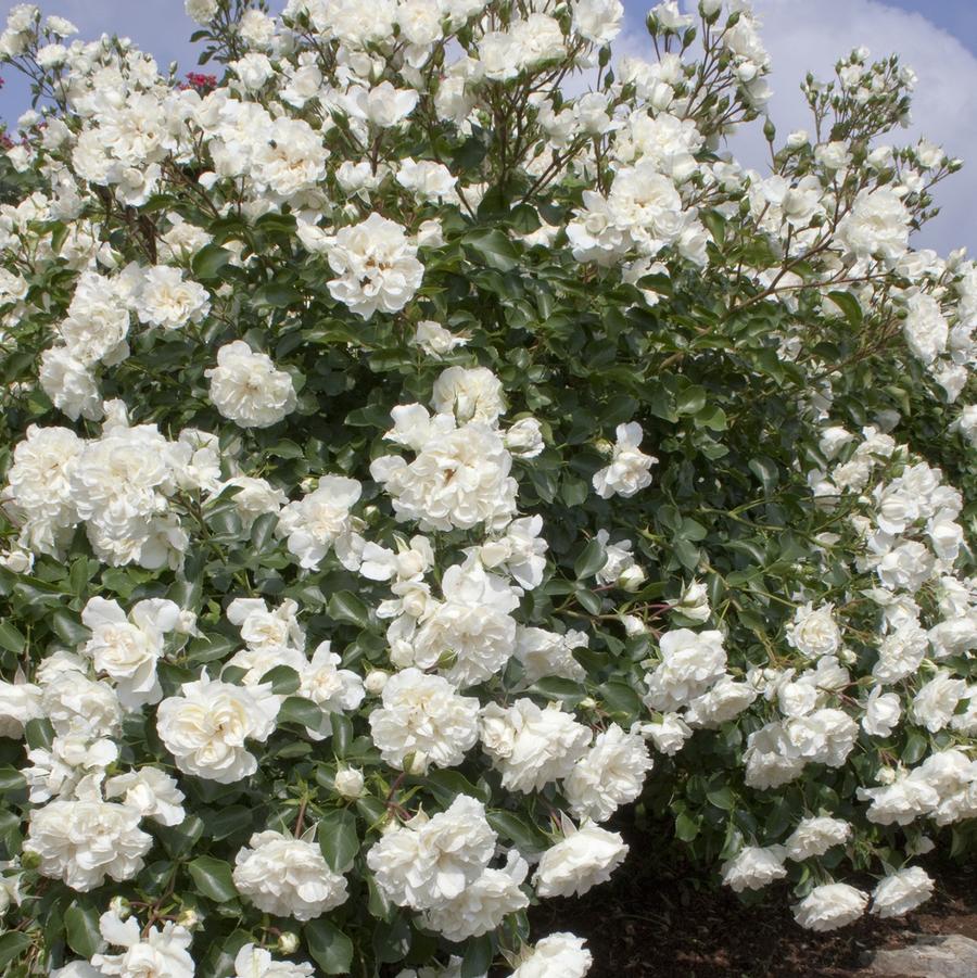 Rosa Shrub Meidiland® White