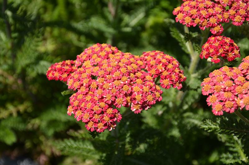 Achillea millefolium Skysail Fire