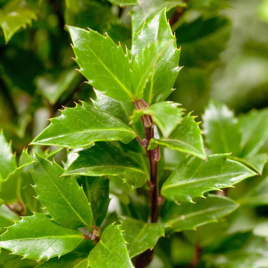 Ilex x meserveae Blue Prince