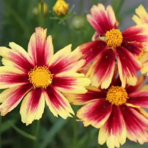 Coreopsis Leading Lady™ Iron Lady