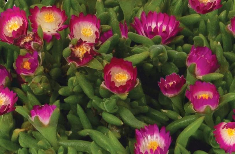 Delosperma Rock Crystal Magenta Pop
