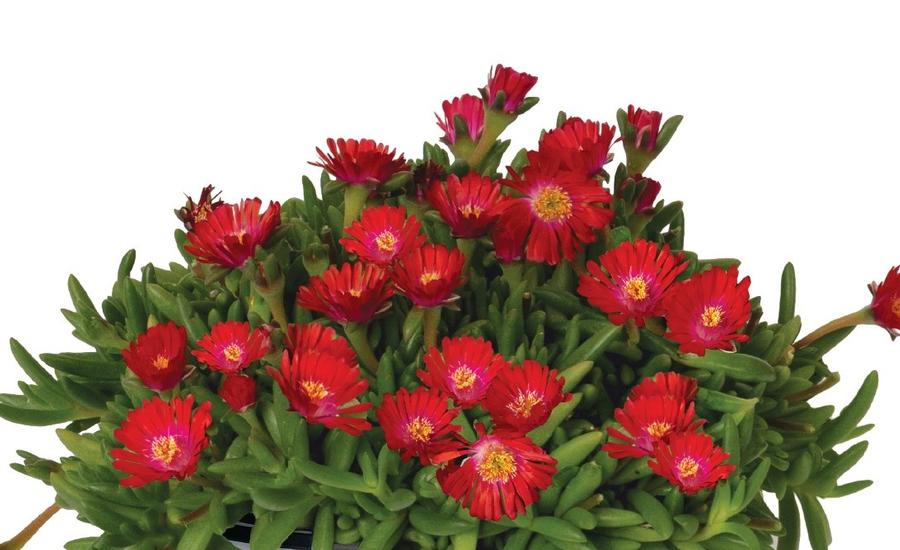 Delosperma Rock Crystal Candy Red