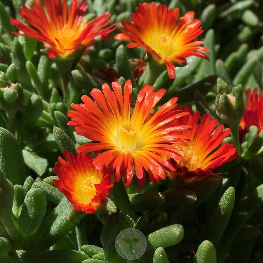 Delosperma Rock Crystal Orange