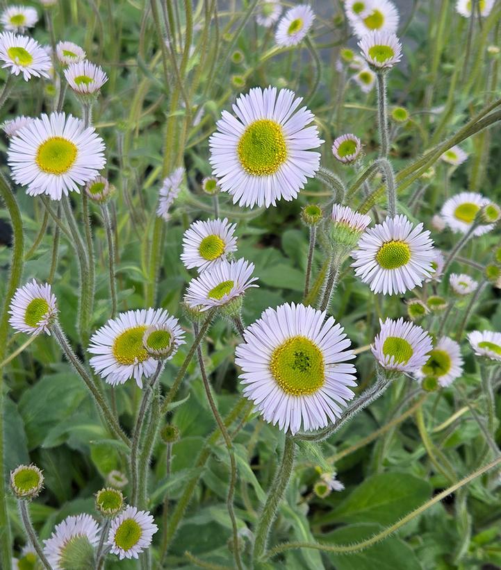 Erigeron 
