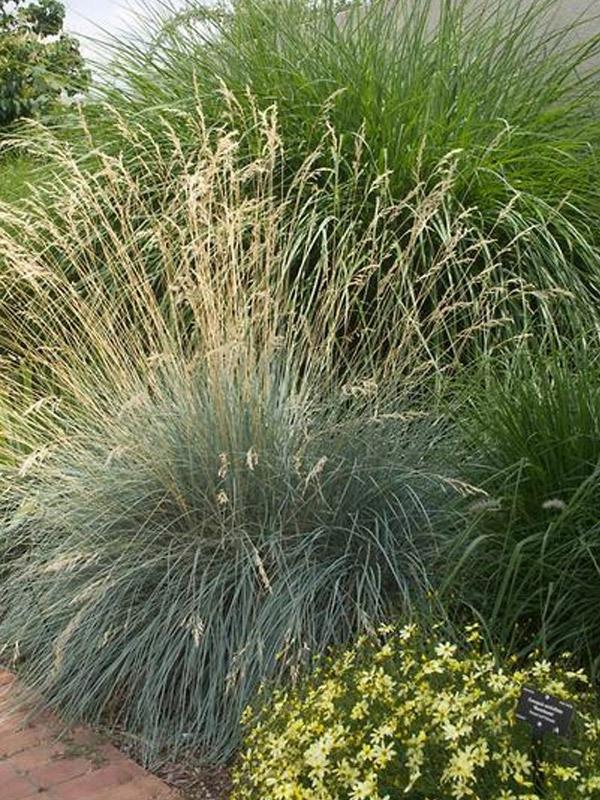 Helictotrichon semp. 