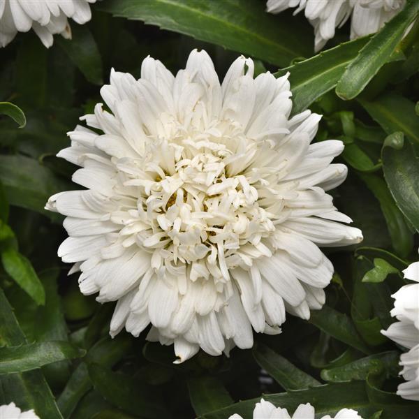Leucanthemum x superbum Make My Daisy™ Crazy PP35074