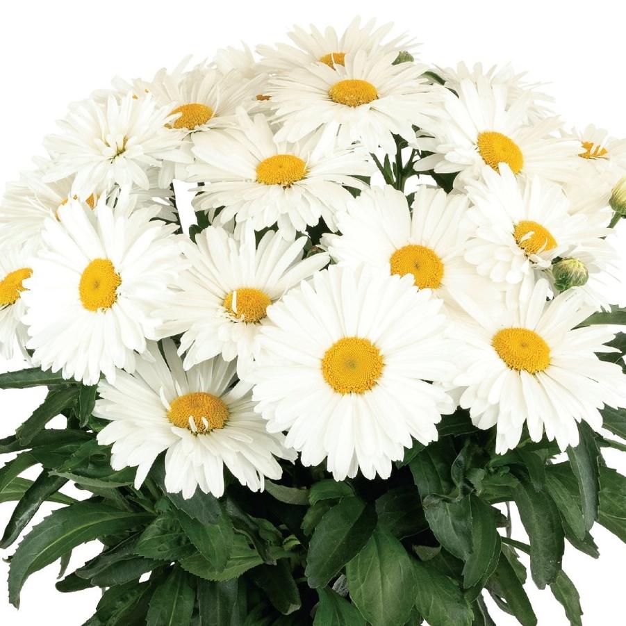 Leucanthemum Sweet Daisy™ Kylie