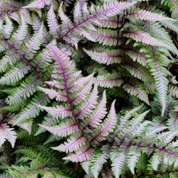 Athyrium nip. pictum Red Beauty